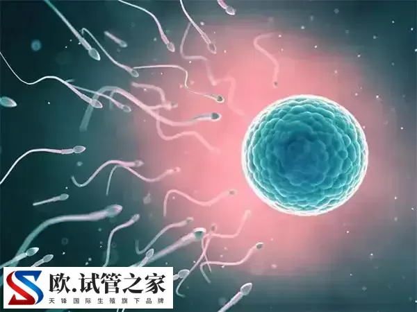 桑葚胚胎移植成功率多高