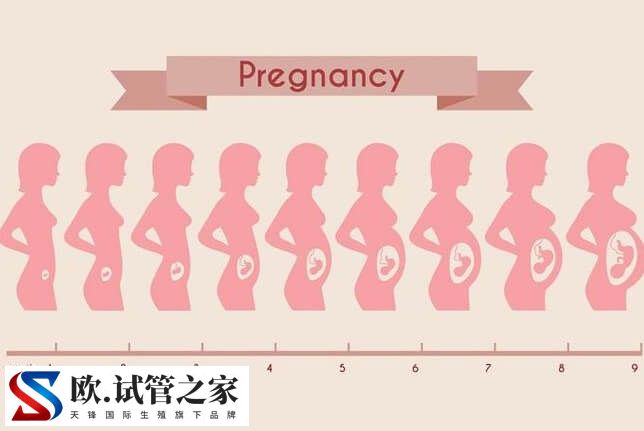 试管移植后的预产期怎么算